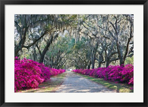 Framed Azaleas, Bonaventure Print