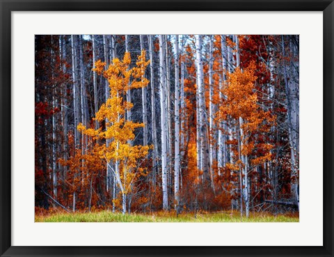 Framed Autumn Birches Print