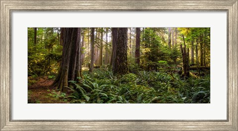 Framed Cathedral Forest Print