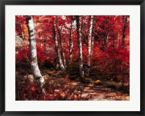 Framed Red Trees Path Print