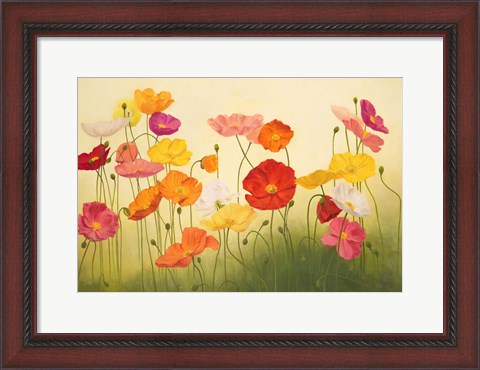 Framed Sunlit Poppies Print