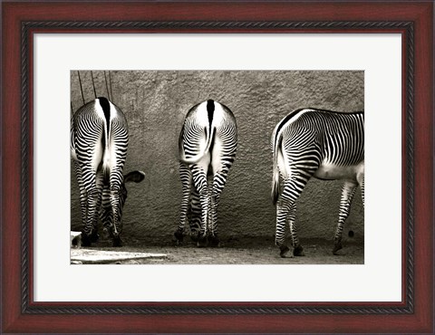 Framed Zebra Butts Print