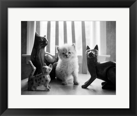 Framed Ragdoll Kitten Print