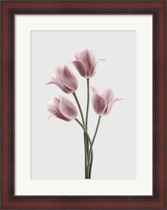 Framed Tulips Pink Print
