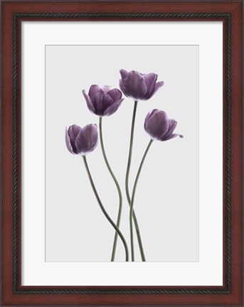 Framed Tulips Purple Print