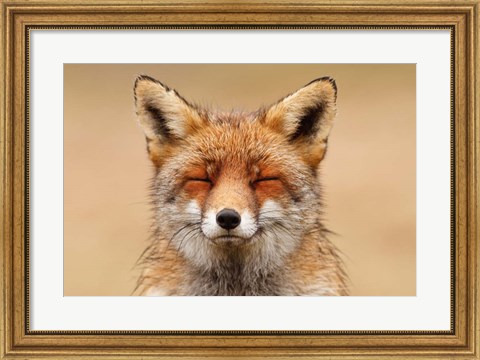 Framed Zen Fox Red Portrait Print