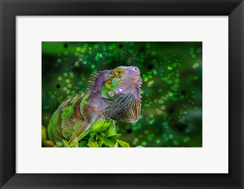 Framed Green Iguana Print