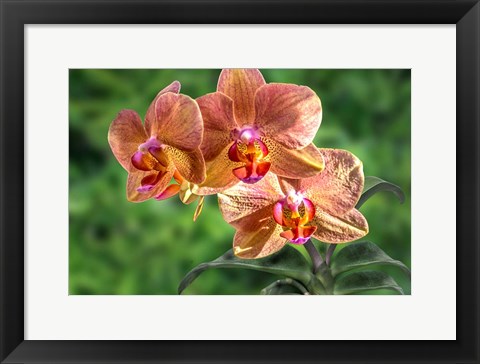 Framed Orange Orchid Print