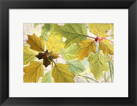 Framed Golden Oak Print