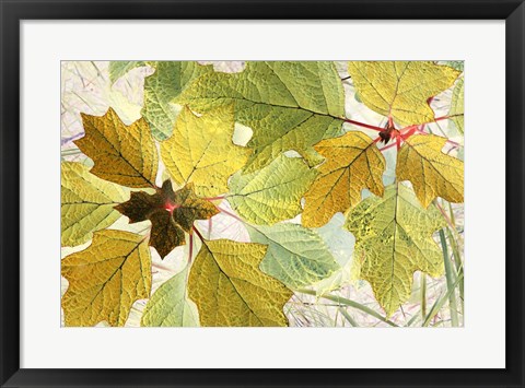 Framed Golden Oak Print