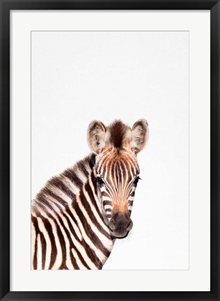 Framed Baby Zebra Print