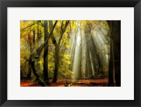 Framed Yellow Leaves Rays Print