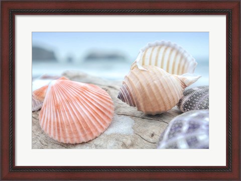 Framed Crescent Beach Shells 10 Print