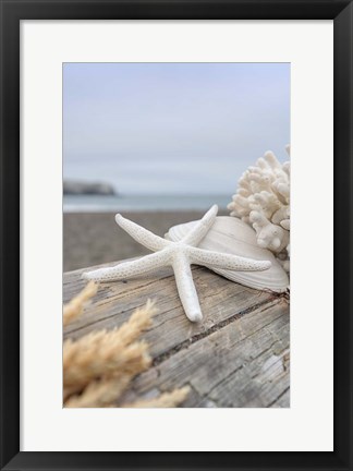 Framed Crescent Beach Shells 13 Print