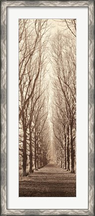 Framed Poplar Trees Print