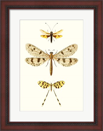 Framed Entomology Series I Print