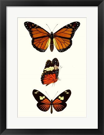 Framed Entomology Series II Print