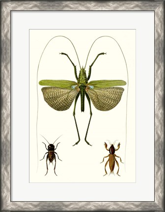 Framed Entomology Series V Print