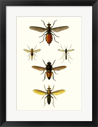 Framed Entomology Series IX Print
