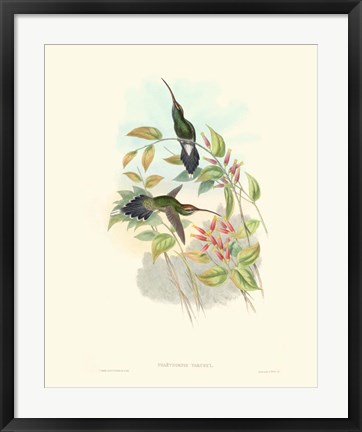 Framed Hummingbird Delight I Print