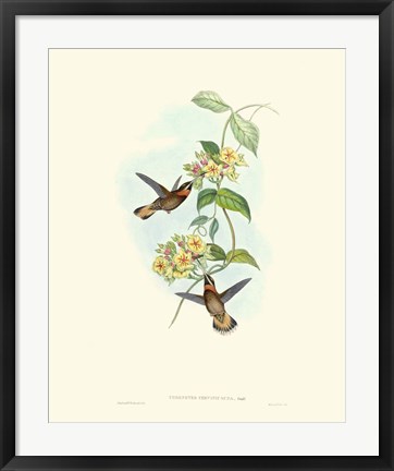 Framed Hummingbird Delight II Print