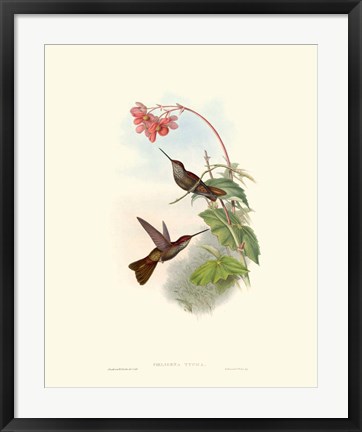 Framed Hummingbird Delight XI Print