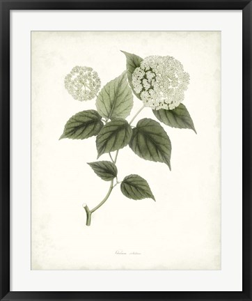 Framed Sage Botanical I Print