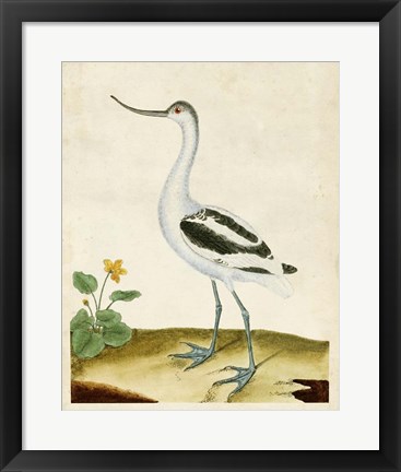 Framed Heron Portrait VIII Print