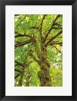 Framed Big Leaf Maple Trees IV Print