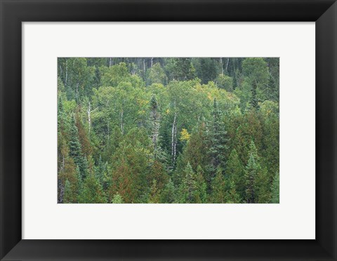 Framed Superior National Forest III Print