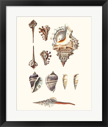Framed Shell Collection V Print