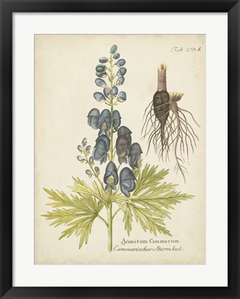 Framed Eloquent Botanical II Print