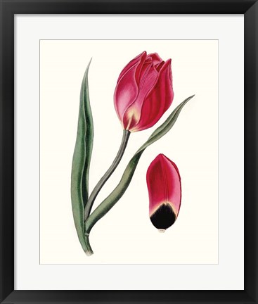 Framed Roseate Blooms II Print