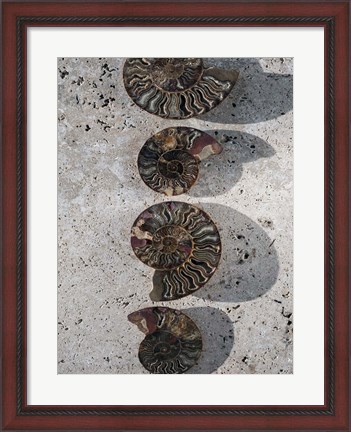 Framed Gifts of the Shore XII Print