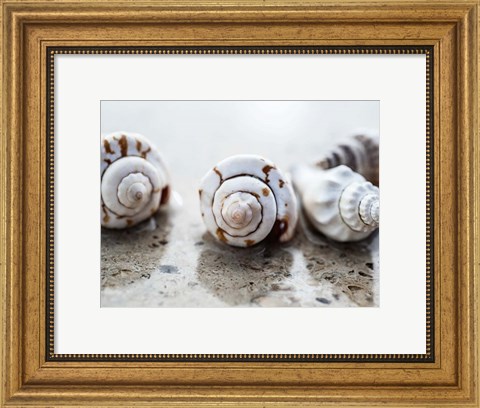 Framed Gifts of the Shore XVIII Print