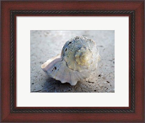 Framed Gifts of the Shore XIX Print
