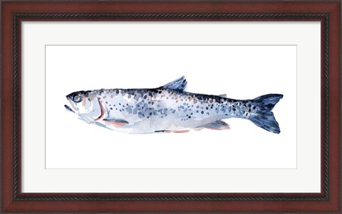 Framed Freckled Trout III Print