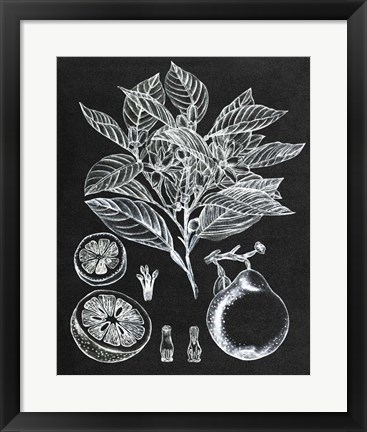 Framed Citrus Botanical Study I Print