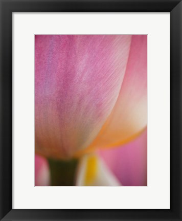 Framed Macro Of Colorful Tulip 1, Netherlands Print