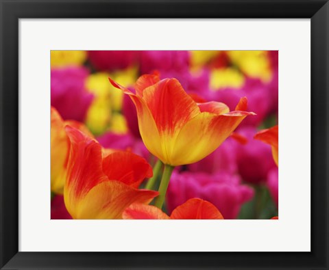 Framed Colorful Tulip 2, Netherlands Print