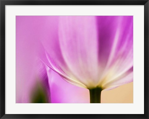 Framed Tulip Close-Up With Selective Focus 1, Netherlands Print