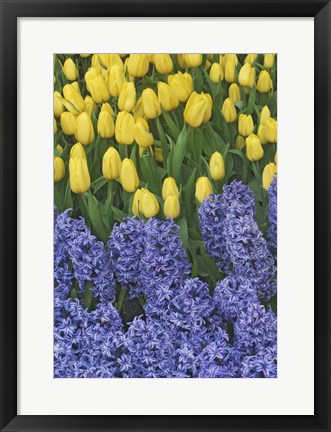 Framed Hyacinth And Yellow Tulips In Garden, Las Vegas Print