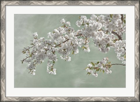 Framed Cherry Tree Blossoms In Spring, Seabeck, Washington State Print