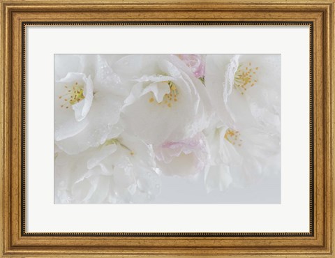 Framed Cherry Tree Blossoms Close-Up, Washington State Print