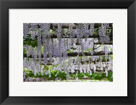 Framed Spring Blossoms, Capri, Campania, Italy Print