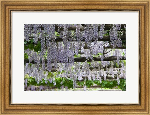 Framed Spring Blossoms, Capri, Campania, Italy Print