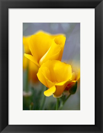 Framed Poppies, Antelope Valley, California Print