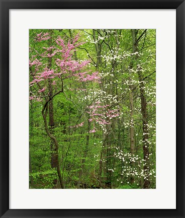 Framed Eastern Redbud and Flowering Dogwood, Arlington County, Virginia Print