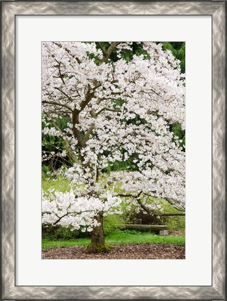 Framed Cherry Trees Blossoming in the Spring, Washington Park Arboretum, Seattle, Washington Print