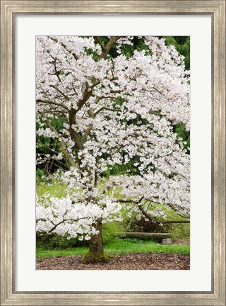 Framed Cherry Trees Blossoming in the Spring, Washington Park Arboretum, Seattle, Washington Print